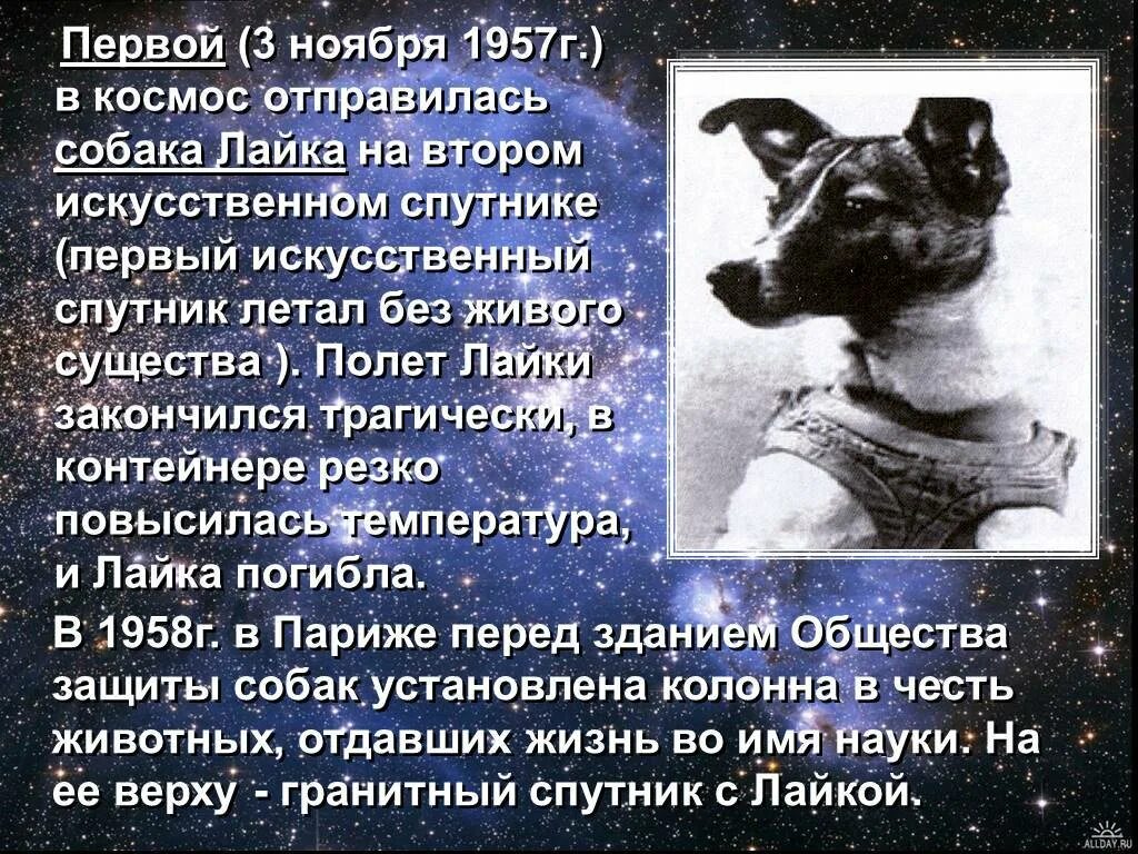 Первое живое существо полетевшее в космос. Собака космонавт лайка 1957 год. Первый полет в космос собаки лайки. Лайка первый космонавт. Сообщение о собаке лайке в космосе.