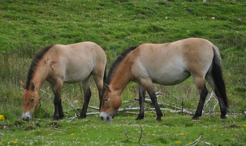 Пржевальский лошадь Пржевальского. Лошадь Пржевальского Equus przewalskii. Тарпан и лошадь Пржевальского. Лошадь Пржевальского красная книга. Почему лошадь пржевальского