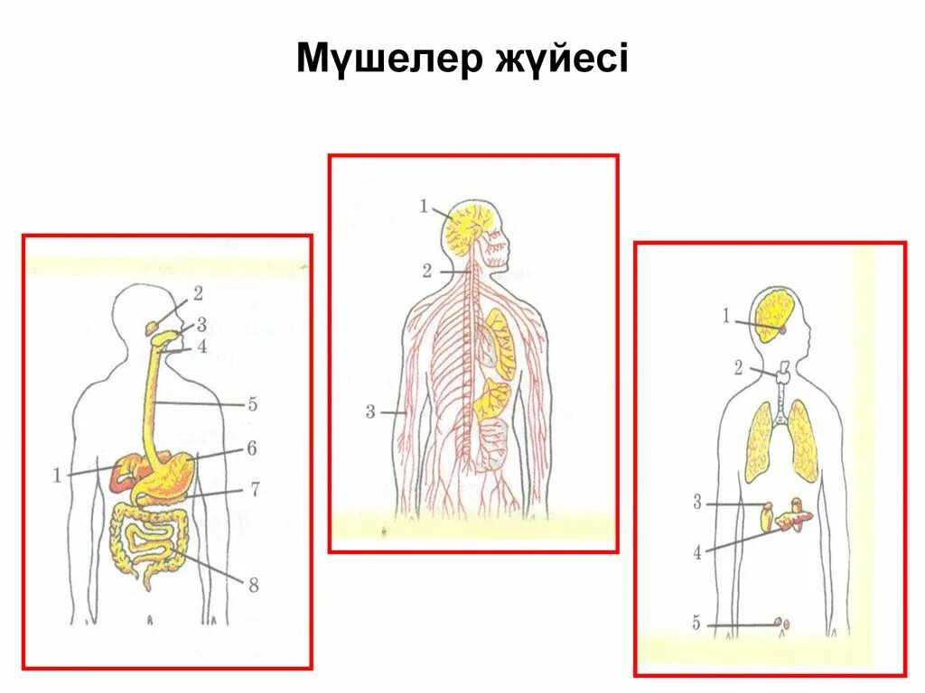 Жүйкелік реттелу. Жүйкелік реттелу дегеніміз не. Аралас секреция бездері. Ішкі мүшелер жұмысының жүйкелік реттелуі 7 класс презентация.