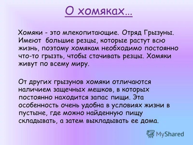 Хомяка 4 класс. Сообщение про хомяка 2 класс. Доклад про хомяка 2 класс. Сообщение о хомяке. Доклад о хомяке 4 класс.