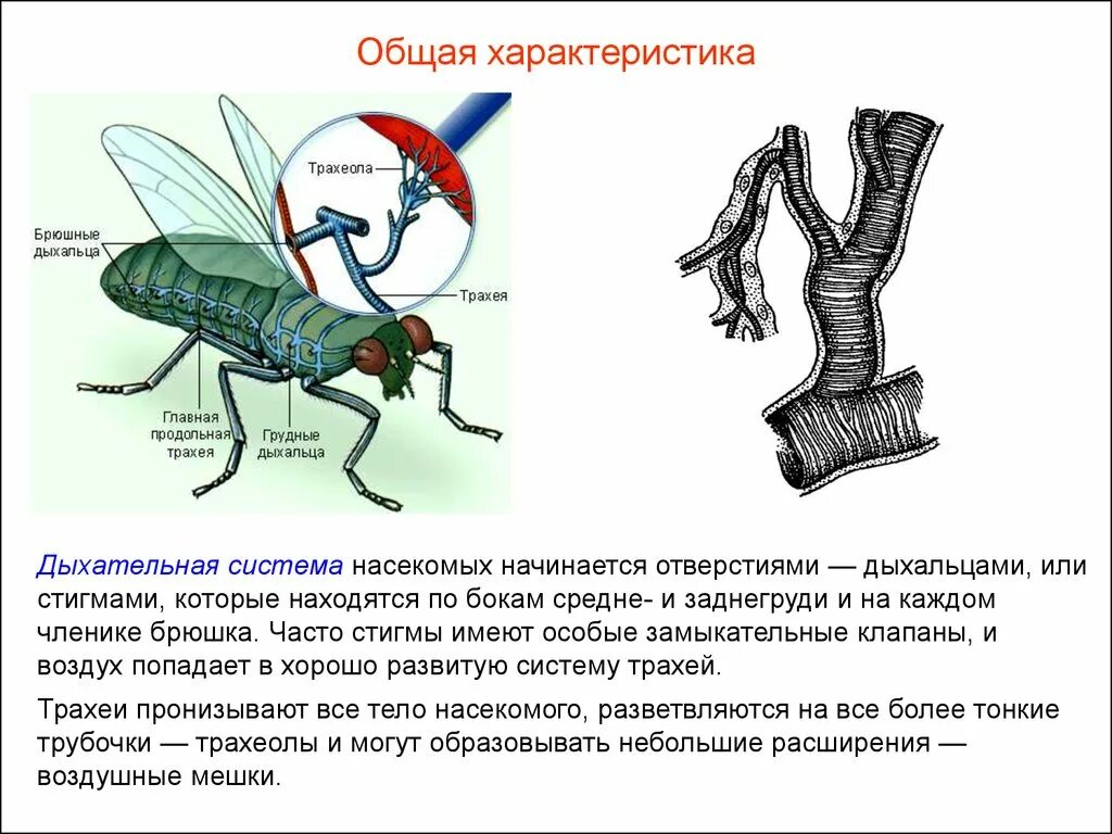 Строение дыхательной системы насекомых. Дыхальца и трахеи насекомых строение. Дыхательная система насекомых кратко. Строение системы дыхания у насекомых. Трахейная дыхательная система насекомых.