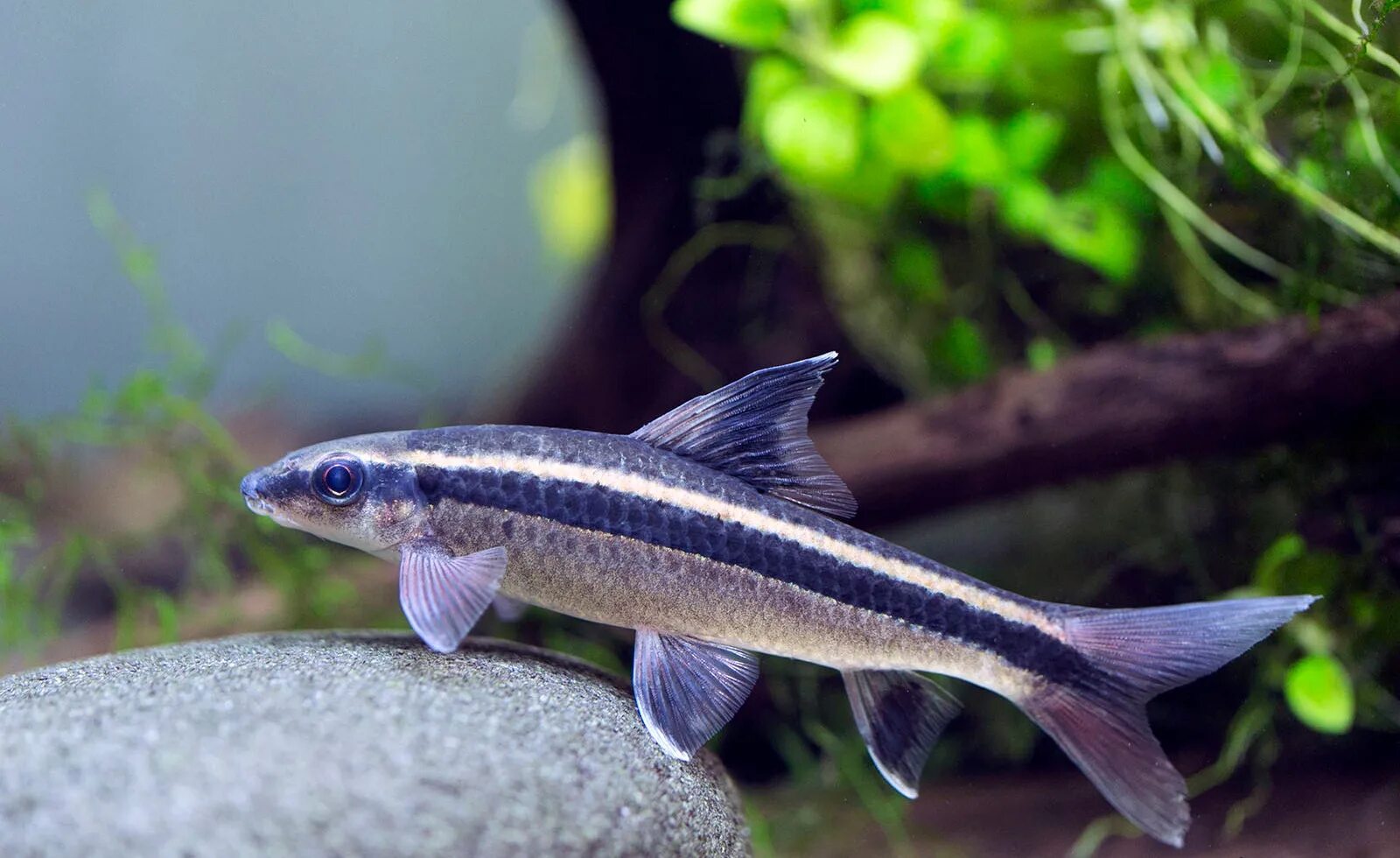 карликовый змееголов. водорослеед кроссохейлус сетчатый. водорослеед рыбка. сиамский водорослеед sae. водорослеед ретикулятус.