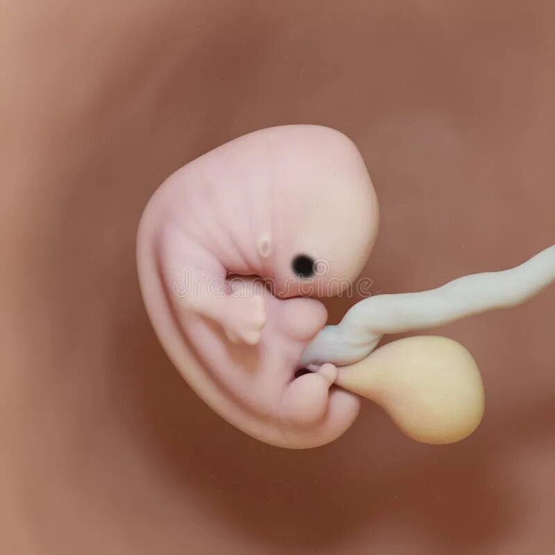 Передача 7 недель. Эмбрион на 7 неделе беременности. Эмбрион человека 7 недель.