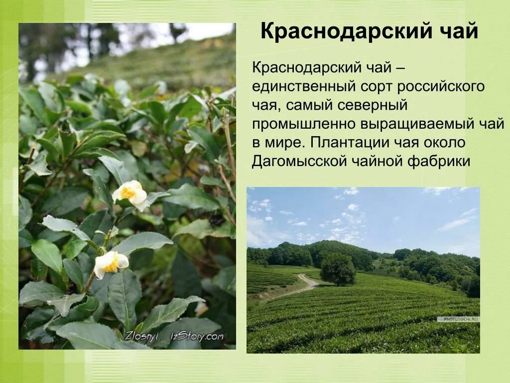 В россии растет чай. Краснодарский чай плантации. Чайные плантации в Краснодарском крае. Чайный куст Краснодарский. Краснодарский чай растет.