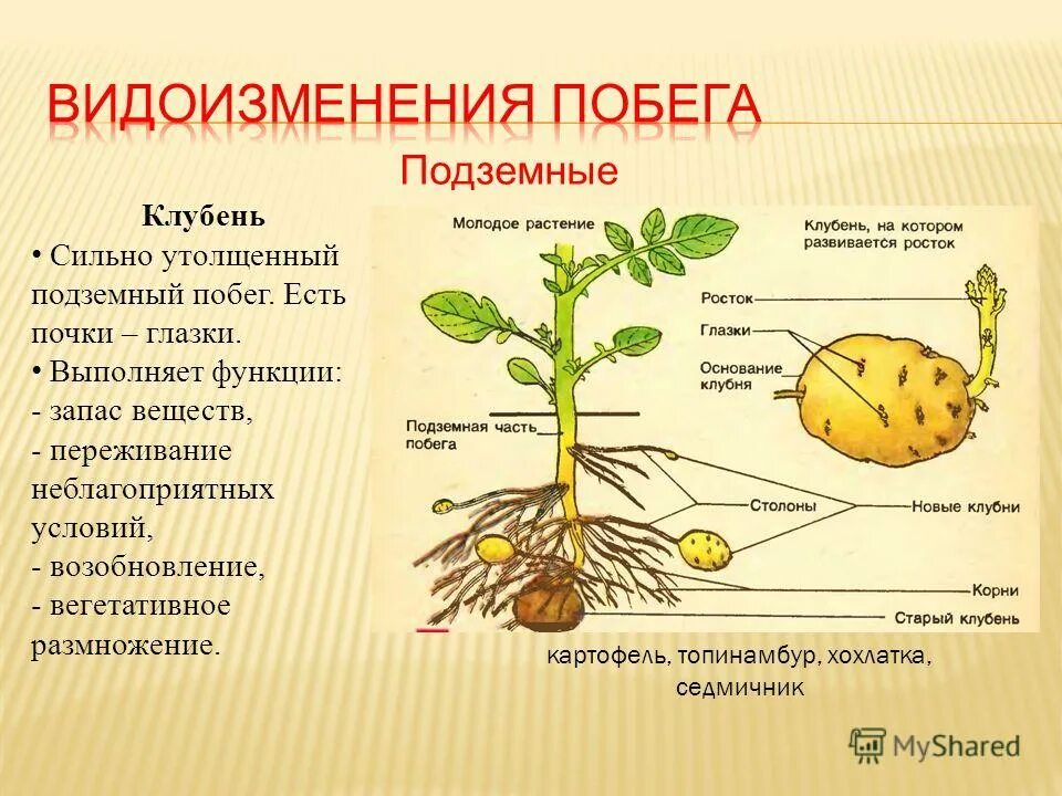 Видоизменение корня картофеля. Видоизменения подземных побегов луковица. топинамбур видоизменение побега. строение видоизмененных побегов корневище луковица клубень. видоизменение побега клубень строение.