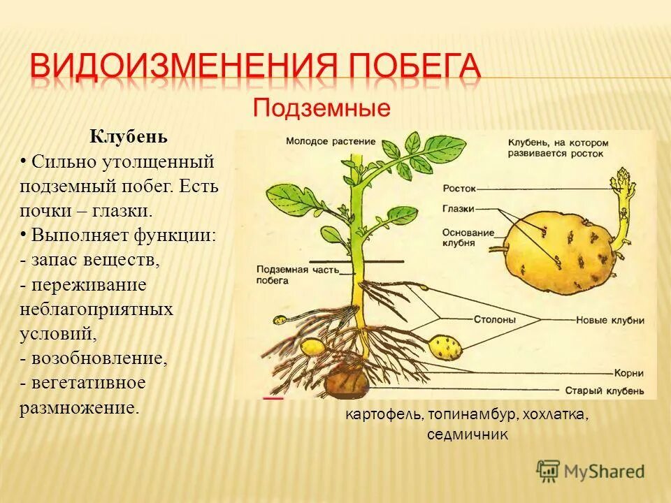 Клубень картофеля и ус земляники. Видоизменение побега подземные луковица. Клубень подземный побег строение. Функции видоизмененных побегов картофеля. Видоизменения подземных побегов.