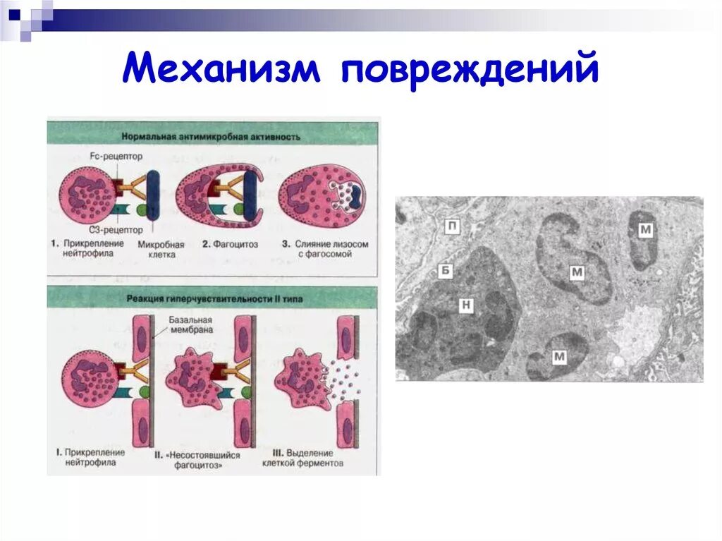 Показатель повреждения нейтрофилов рисунок. Показатель повреждения нейтрофилов (ППН). Показатель повреждения нейтрофилов (ППН) амебоидная реакция. Показатель повреждения нейтрофилов амебоидная реакция рисунок. Может осуществлять фагоцитоз способен к амебоидному движению