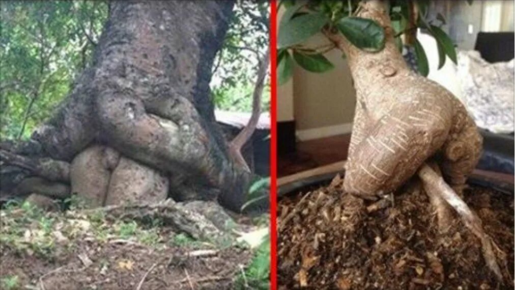 Мужчина на природе. Фетиш на деревья. Уродливые половые органы. Дендрофилия. Прикольные деревья.