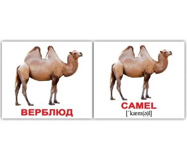 Верблюд по английски