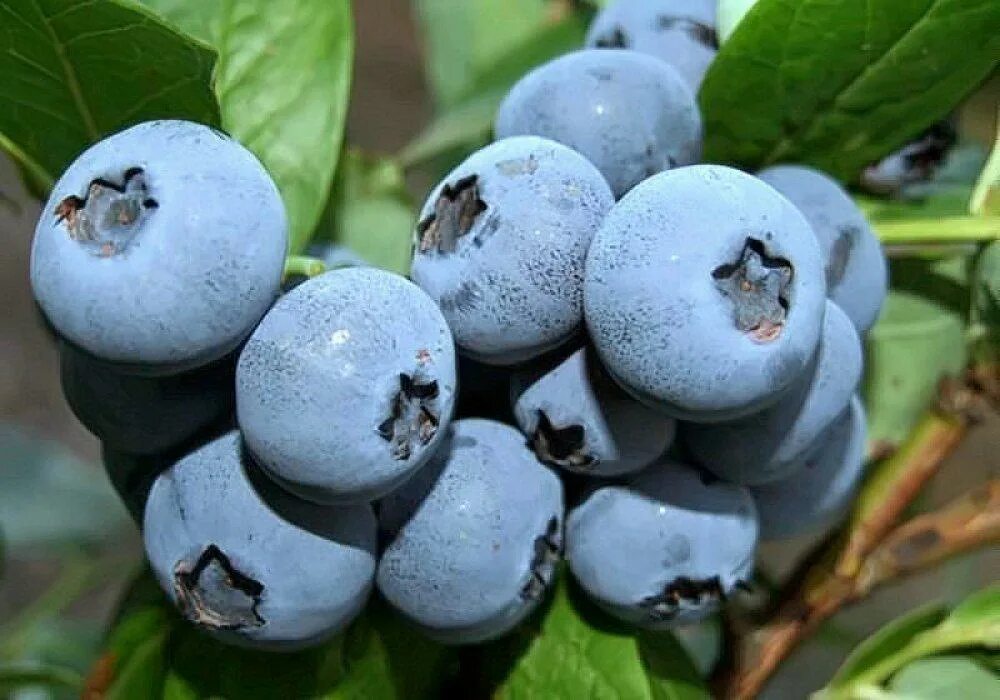 Саженцы черники садовой. Голубика высокорослая Bluecrop. Голубика Блу Джайнт. Голубика высокорослая Дарроу. Голубика высокорослая бонус.