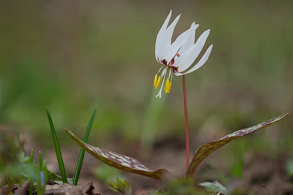 Кандык (Erythronium). Первоцветы Кандык. Кандык кавказский. Цветок Кандык кавказский. Первоцветы кавказа