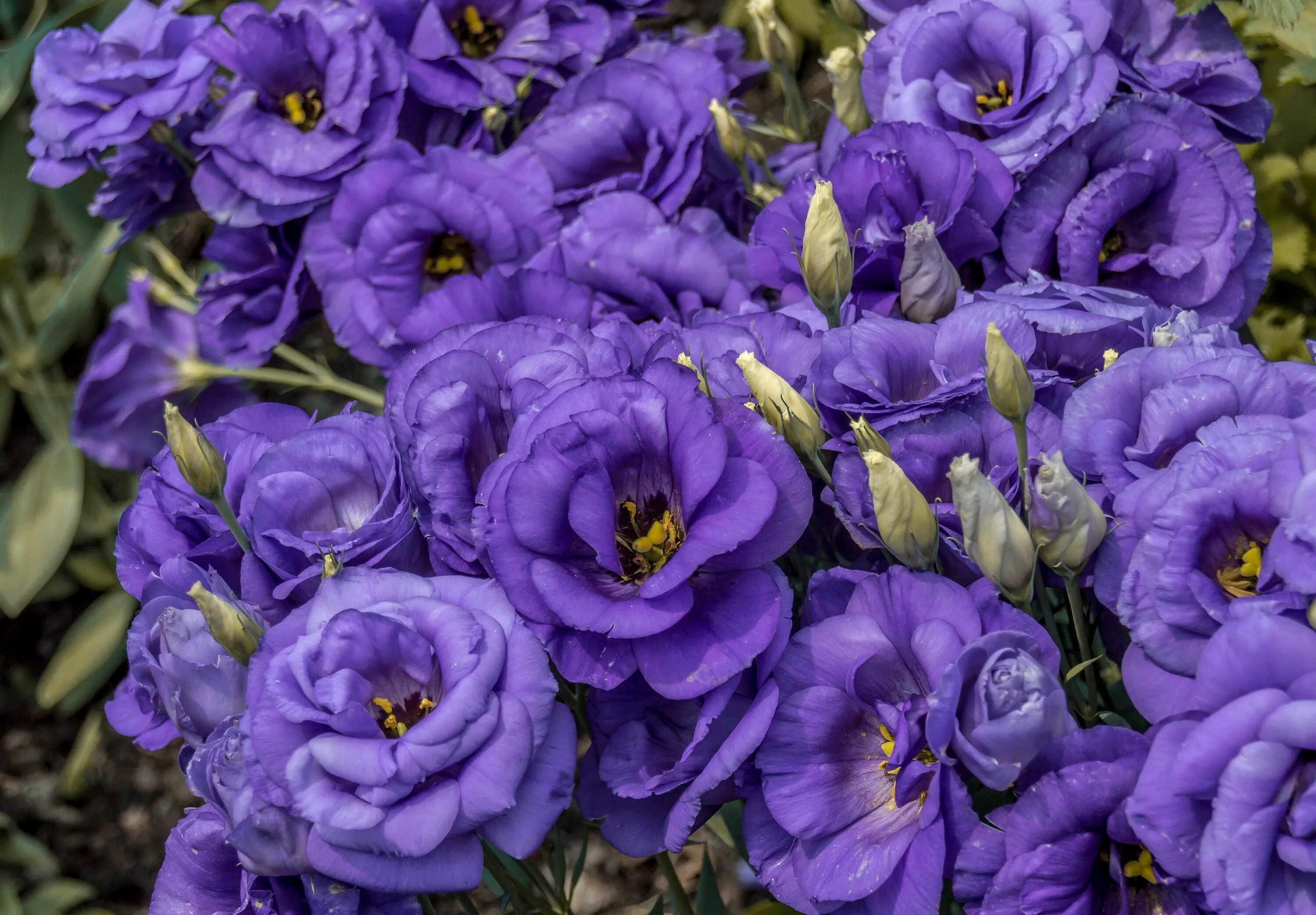 Почему не растет эустома. Эустома. Эустома (Lisianthus). Эустома лизиантус махровая.