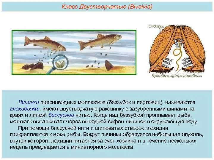 Беззубка паразитирует на рыбах. На рыбах паразитируют личинки моллюсков. Глохидии беззубки. Схема развития беззубки.
