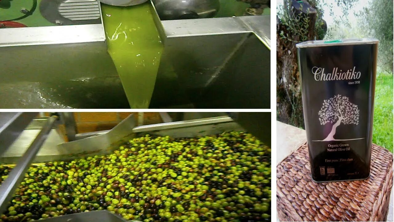 Производство оливкового масла. Оливковое масло производители. Процесс производства оливкового масла. Производство оливок.