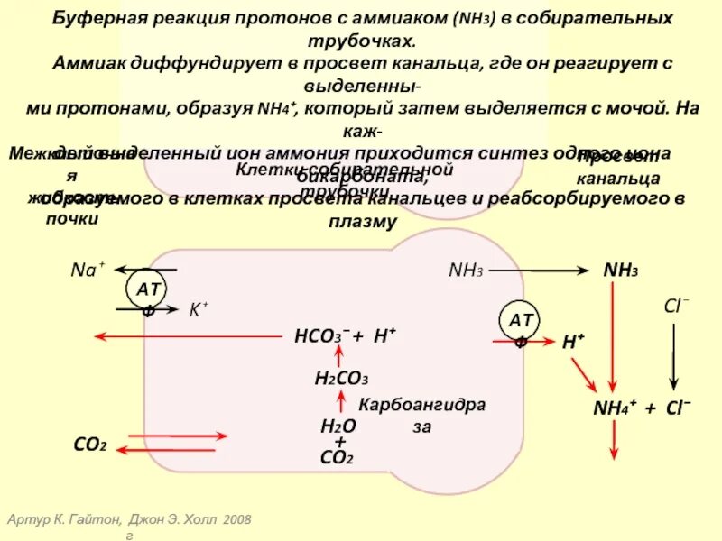 ПВК hco3 ATP. Hco3 реакция. Hco3 какими клетками. Hco3 что это