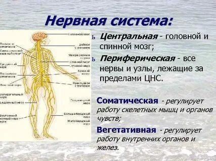 Периферическая нервная система узлы