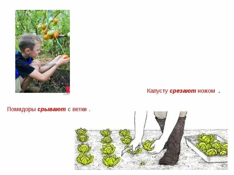 Какие овощи срезают ножом задание. Овощи которые срезают. овощи которые срезают для детей. овощи которые срезают с грядки. овощи которые срезают ножом.