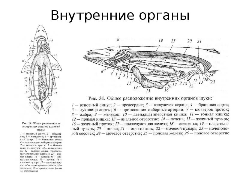 Внутреннее строение щуки. Внутреннее строение щуки схема. Общая топография внутренних органов щуки. Строение щуки внутренние органы рисунок.