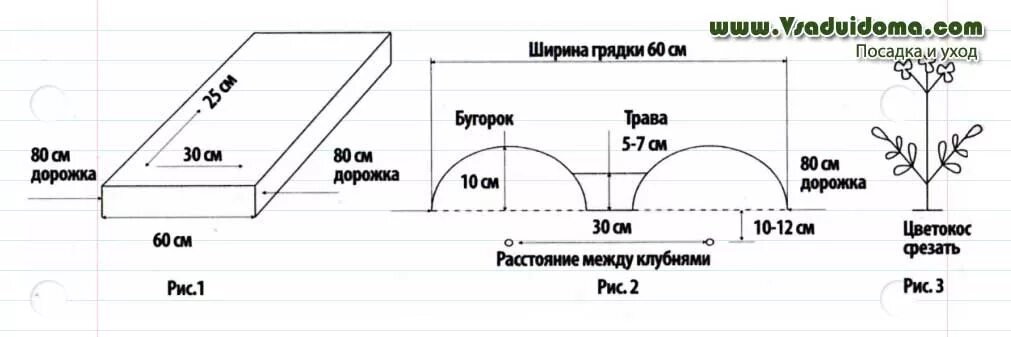 На каком расстоянии сажать свеклу. Картофель схема посадки в открытый грунт. Схема посадки картофеля в открытом грунте мотоблоком. Двухрядная посадка картофеля схема. Схема сдвоенной посадки картофеля.