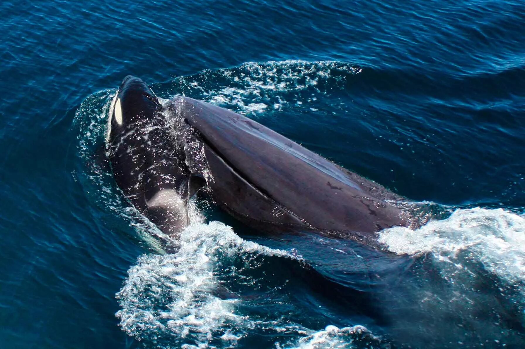 Кит Кашалот Касатка. Синий кит (голубой кит). Китообразные синий кит. Синий кит блювал.