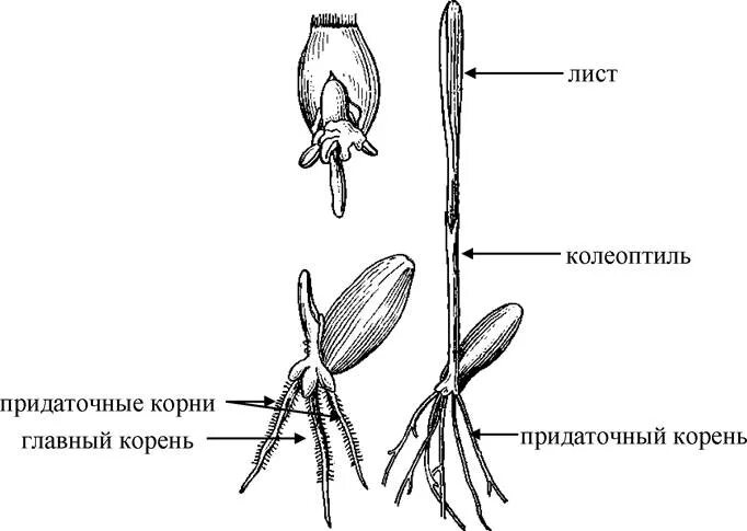 Проросток пшеницы строение. Строение проростков однодольных. Строение проростков цветковых растений. Проросток пшеницы схема. Колеоптиль