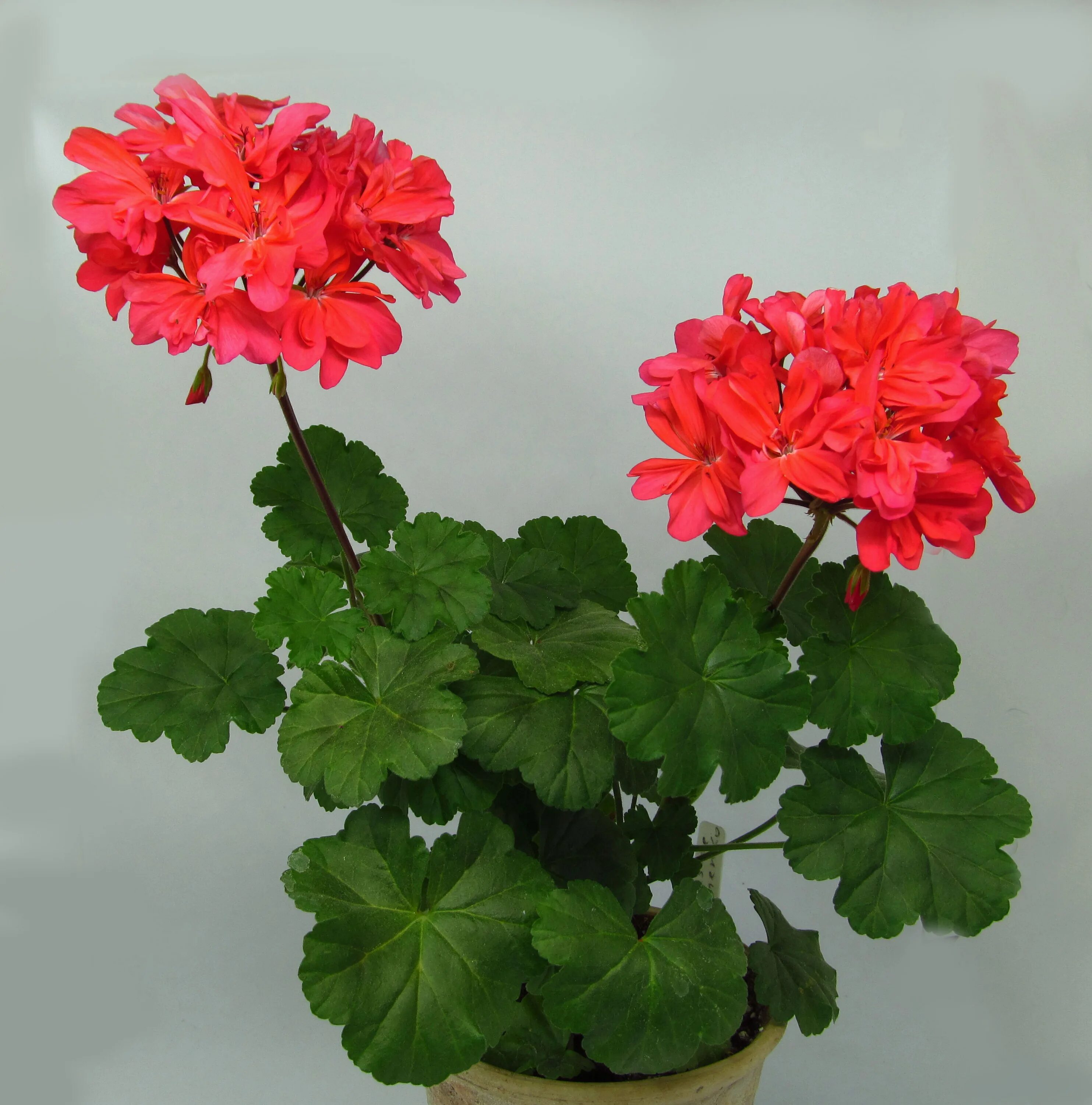 Пеларгония бруксайд болеро. Пеларгонии brookside. Пеларгония броксиде катерина. Пеларгония бруксайд фламенко. Пеларгонии brookside.