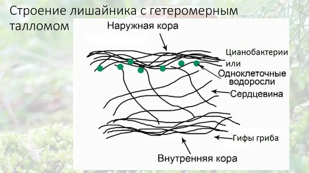 Гетеромерный таллом. Строение гетеромерного лишайника. Лишайники одноклеточные водоросли и