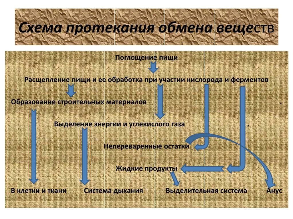 Схема протекания обменных процессов в клетке В каких клеточных органоидах протекает фотосинтез Telegraph