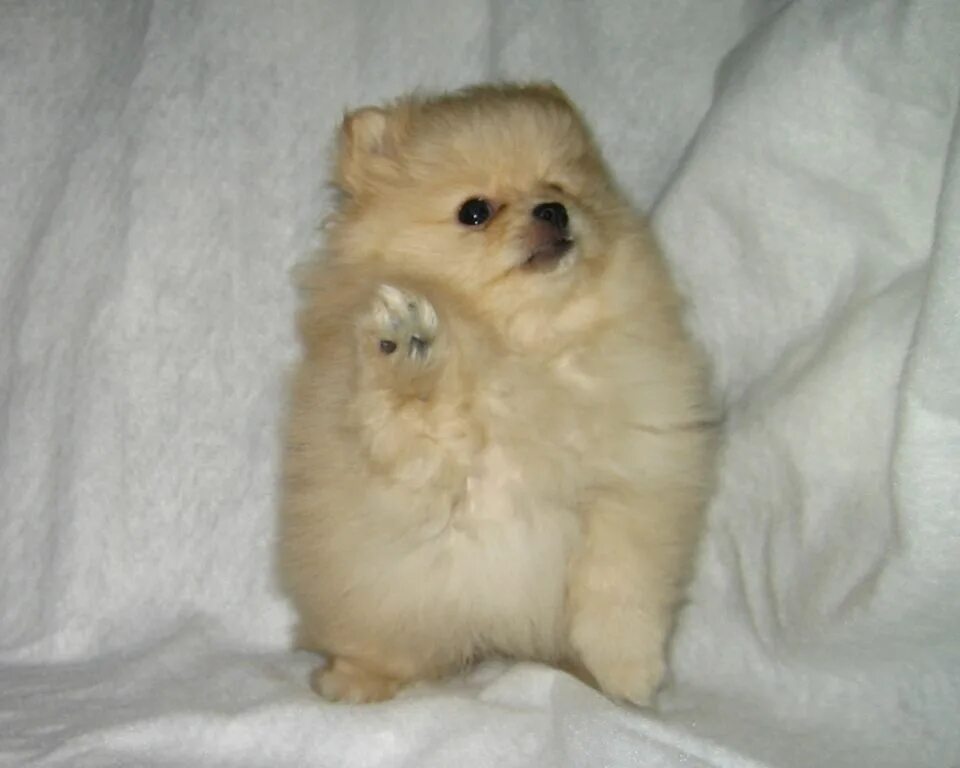 шпиц померанский щенок 1 месяц мини. шпиц померанский щенок 1 месяц. белые щенки шпица 1 месяц. немецкий шпиц 1. месячный щенок померанского шпица.