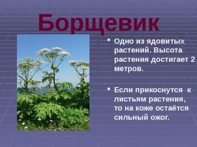 Проект по окружающему миру 2 класс растения Конспект урока окружающего мира во втором классе на тему "Какие бывают растения