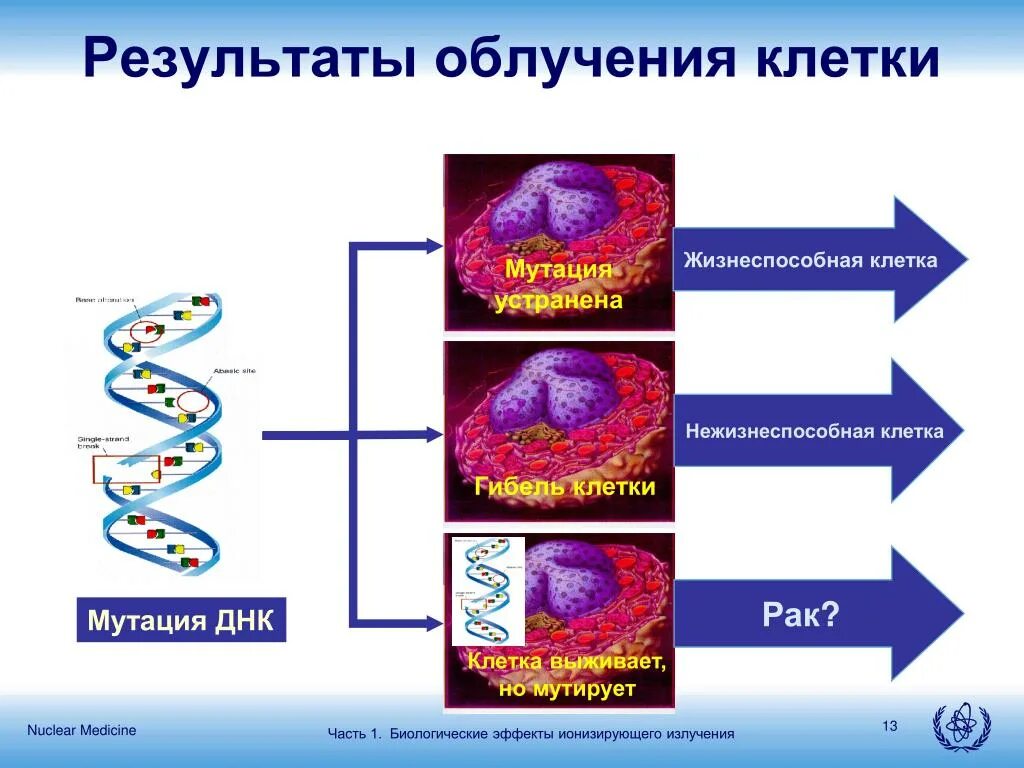 Изменение структуры молекулы днк под воздействием ультрафиолетовых