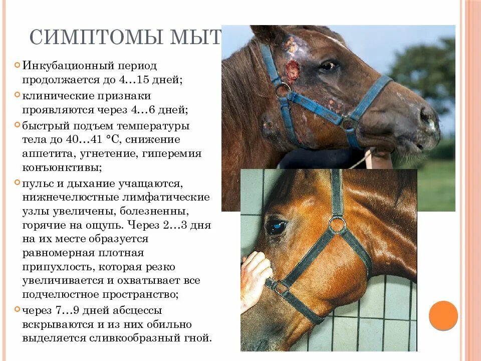 Мыт лошадей возбудитель. Мыт лошадей клинические признаки. Болезни лошадей мыт симптомы