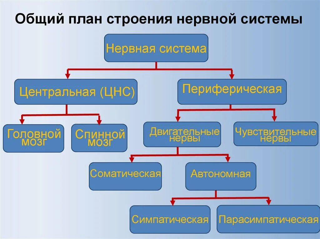 Общий план строения нервной системы схема. Общий план строения ЦНС. Общий план строение нервной системы человека таблица. Основной план строения нервной системы.