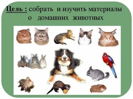 Проект мир домашние животные