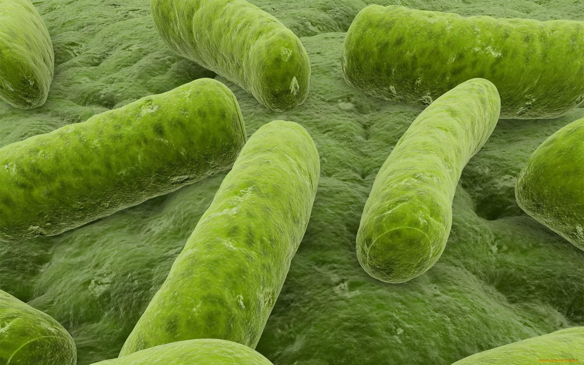 Зеленые серобактерии. Зеленые серные бактерии. Сенная бактерия. Пурпурные бактерии.
