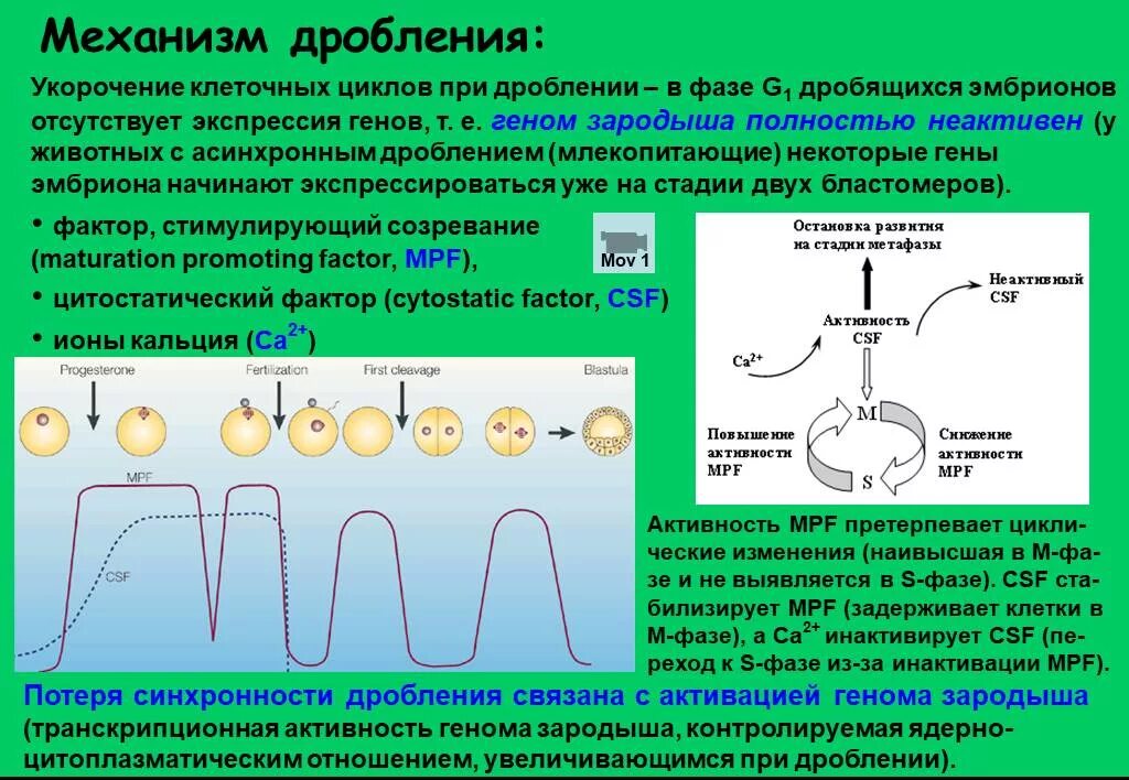 Экспрессивная реакция. Отсутствует экспрессия. Отсутствует экспрессия. Специфические особенности терминов. Cd 20 повышен.