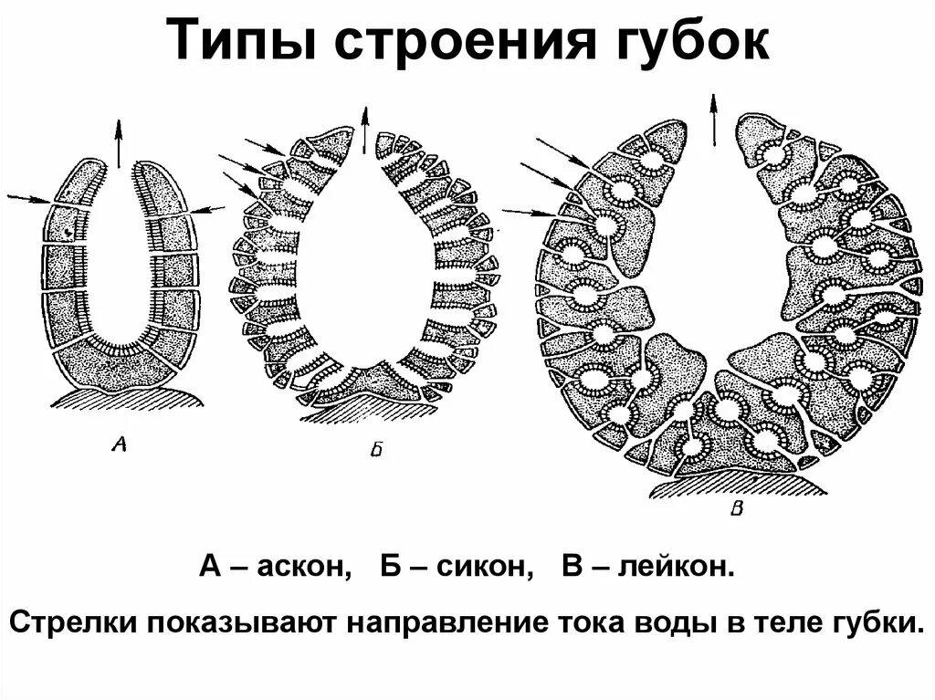 Типы строения губок. Аскон сикон лейкон. губка сикон. схема строения губки. внутреннее строение губки.