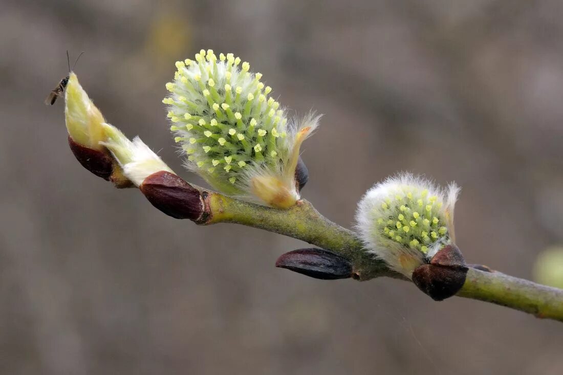 Сбежавший цветок. Salix caprea. Ива Козья Плантариум. Ива Козья побег. Ива Козья почки.