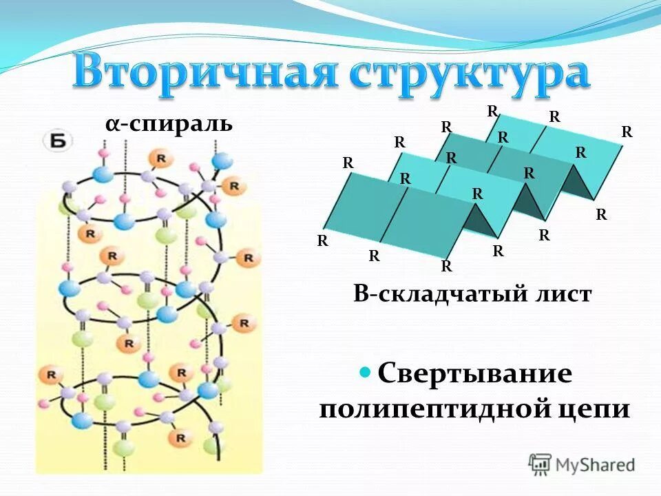 Бета спираль вторичной структуры белка. Складчатый слой вторичная структура белка. Альфа спираль вторичной структуры белка. Схема вторичной структуры белка. Б спираль белка