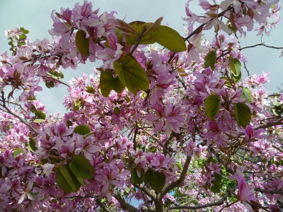 Дерево цветет розовым название. Название цветущих деревьев. Дерево цветет крупными розовыми цветами. Цветущие деревья в Сибири. Дерево с розовыми цветами название.