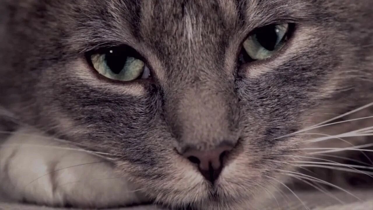 Cat diary