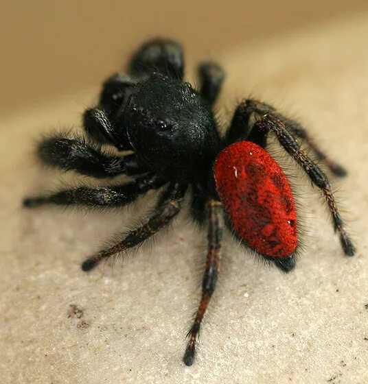 The Wandering Red & Black Spider - Steemit