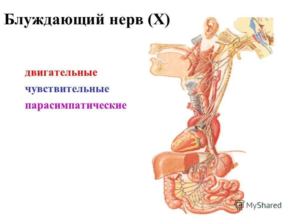 Регуляция блуждающего нерва. Блуждающий нерв. Блуждающий нервы. Схема блуждающего нерва. Блуждающий нерв анатомия.