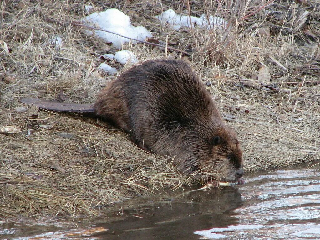 Как выглядит бобер фото настоящие Bever in Nederland Bevers, Zoogdieren, Dieren