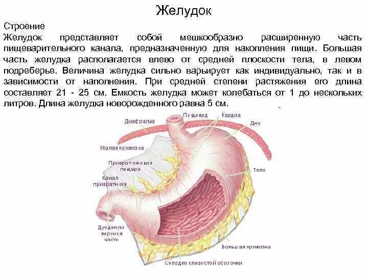 Расположение и строение желудка. Строение желудка человека. Строение желудка анатомия. Внутреннее строение желудка