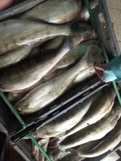 Судак 1 кг