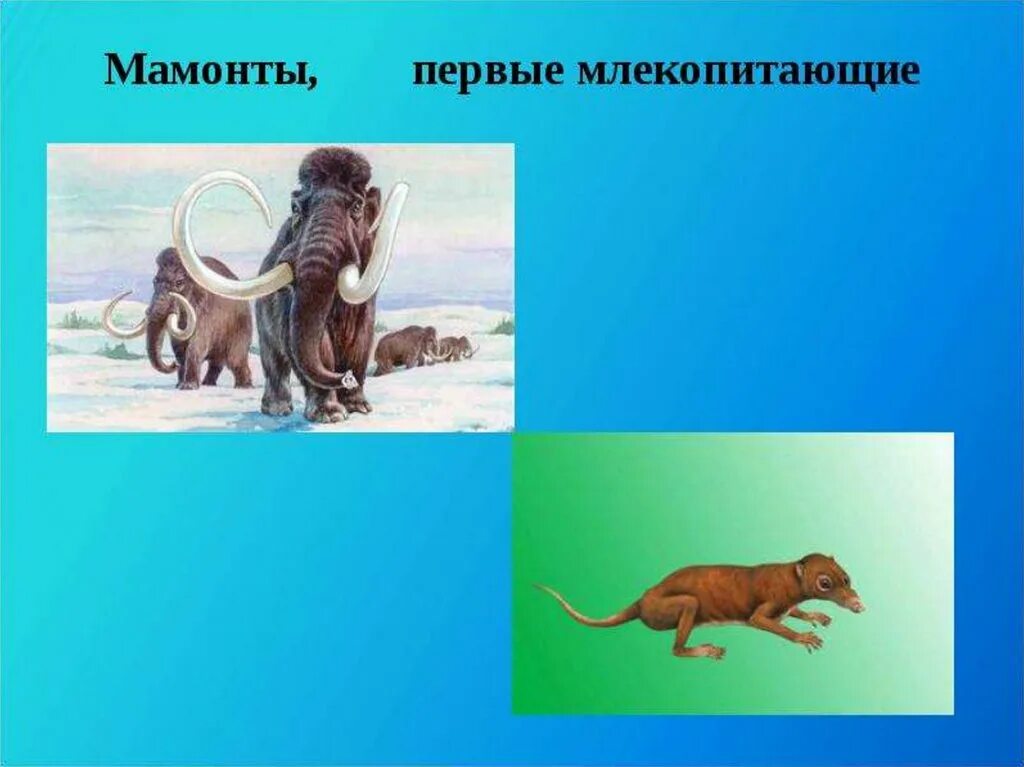 Мамонт это млекопитающее или нет. Первые млекопитающие. когда появились первые млекопитающие на земле. спасибо за внимание мамонт. как развивалась жизнь на земле.