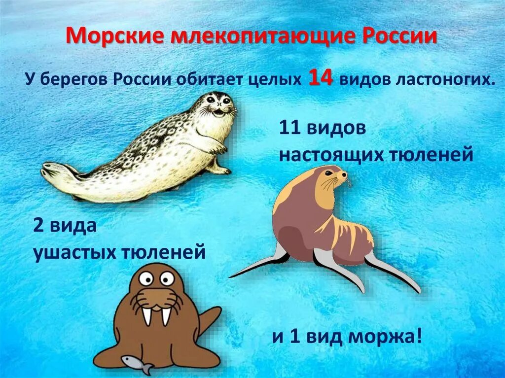 Морские животные красной книги России. Морские млекопитающие презентация. Морское ластаногое млекопитающие. Морские млекопитающие отряда ластоногих.