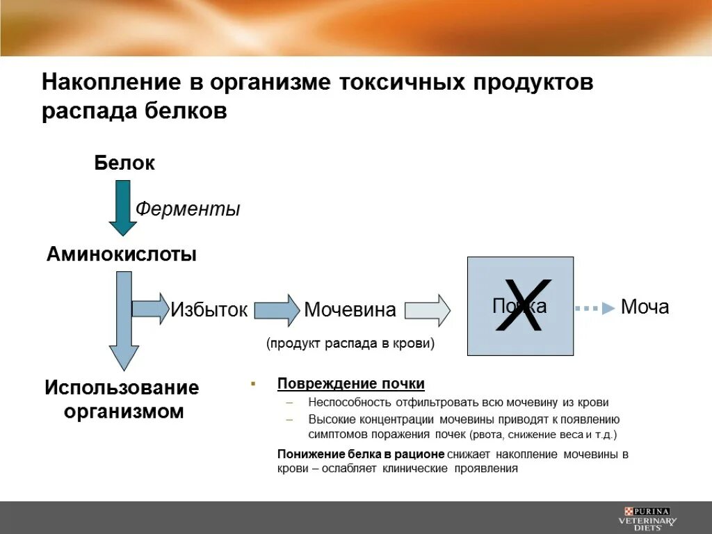 Выведение конечных продуктов распада белков из организма. Накопление продуктов распада. Конечный продукт распада белков в организме. Накопление белков в организме человека.