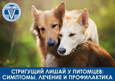 С ее собаками
